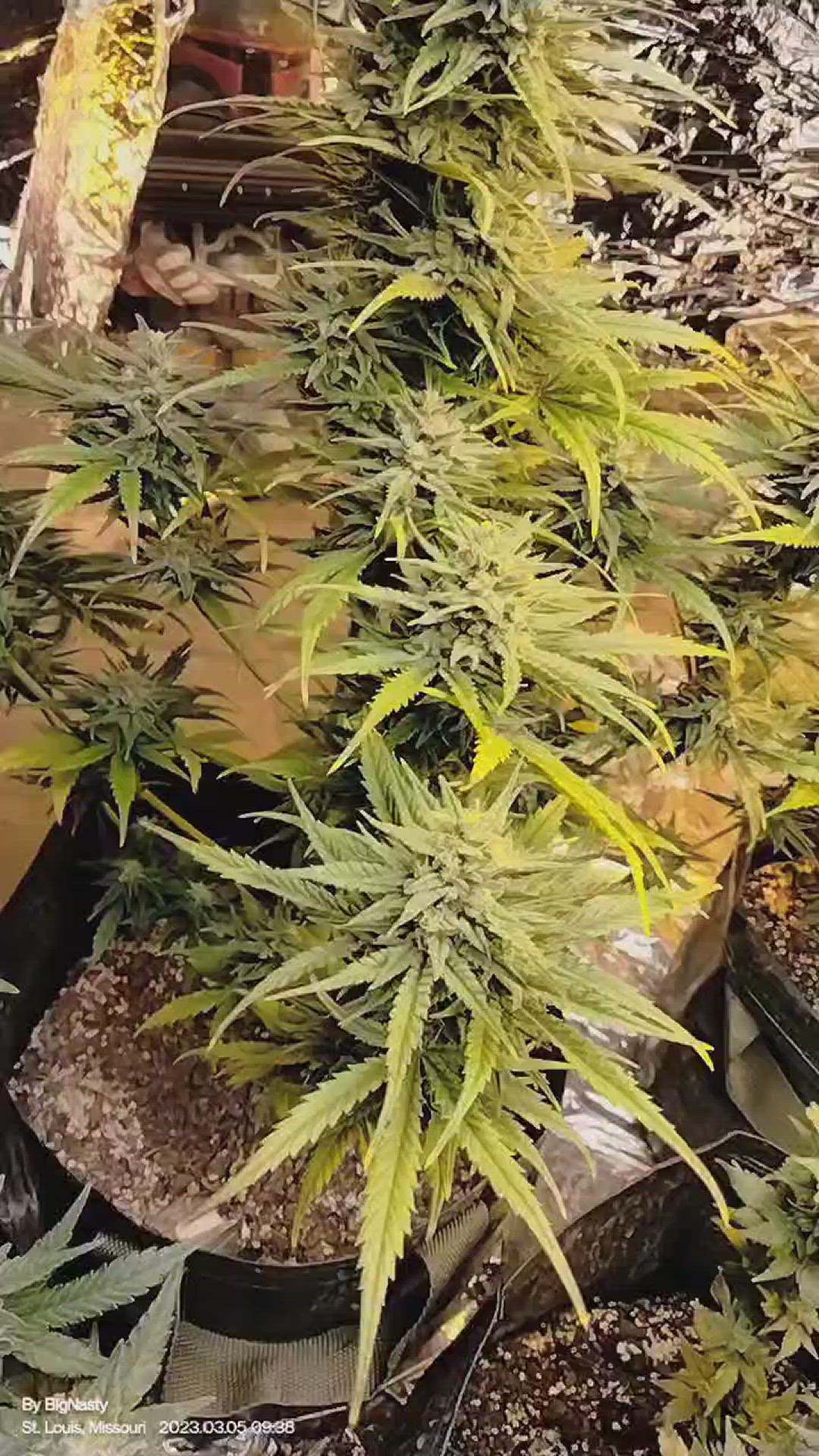 Video thumbnail for Beauty in Buds