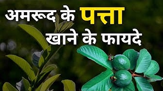Video thumbnail for अमरूद के पत्ते खाने के फायदे | अमरूद के पत्ते खाने से क्या होता है | अमरूद के पत्ते से खांसी का इलाज