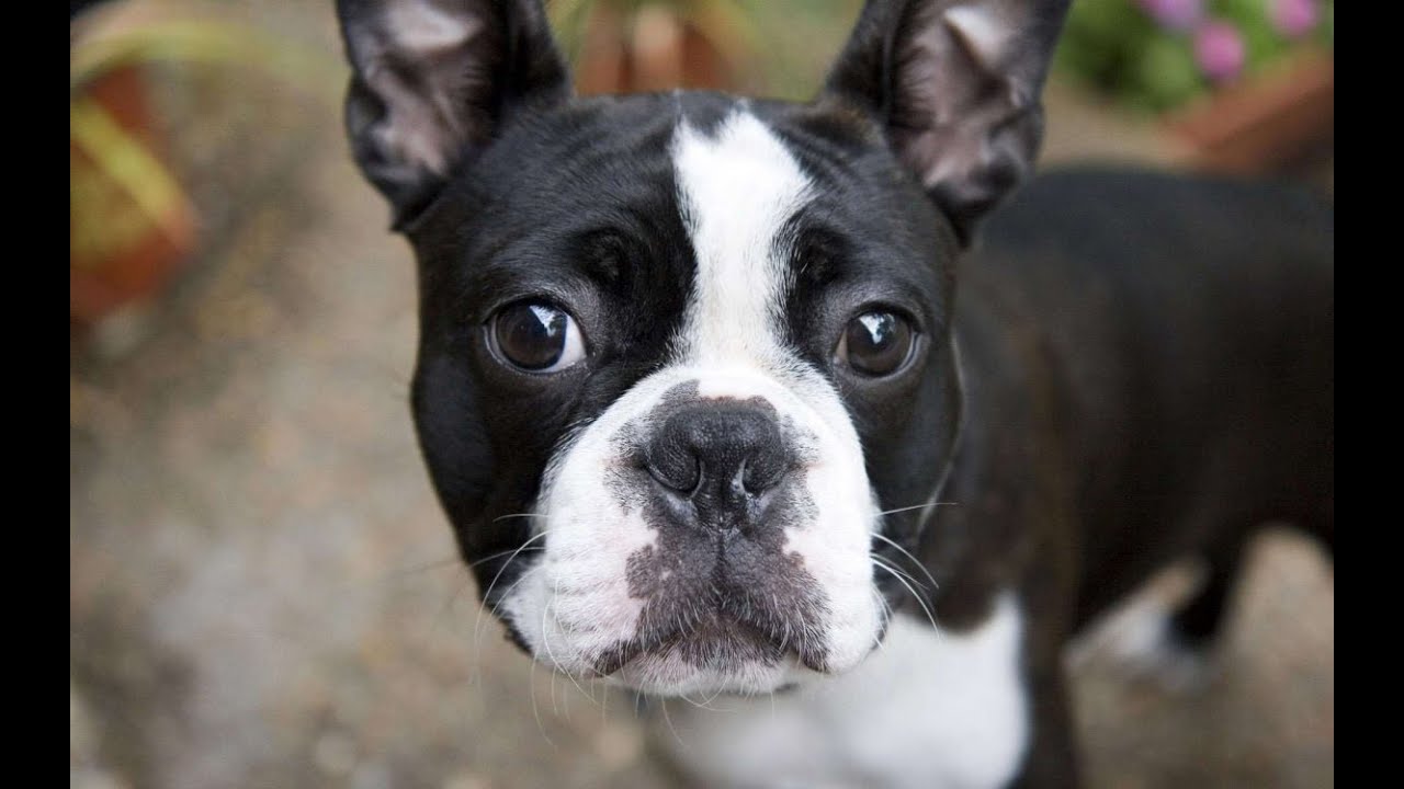 son los boston terriers propensos a problemas en las articulaciones