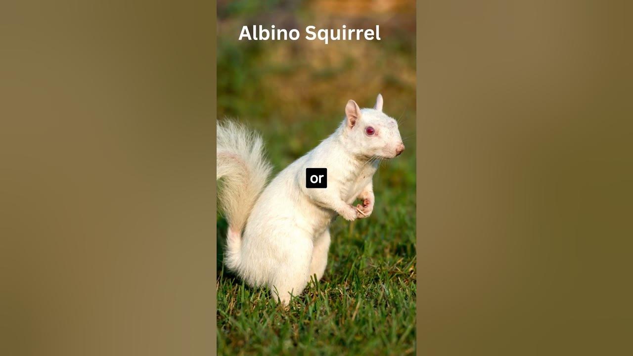 'Video thumbnail for Are White Squirrels Albino? #shorts'