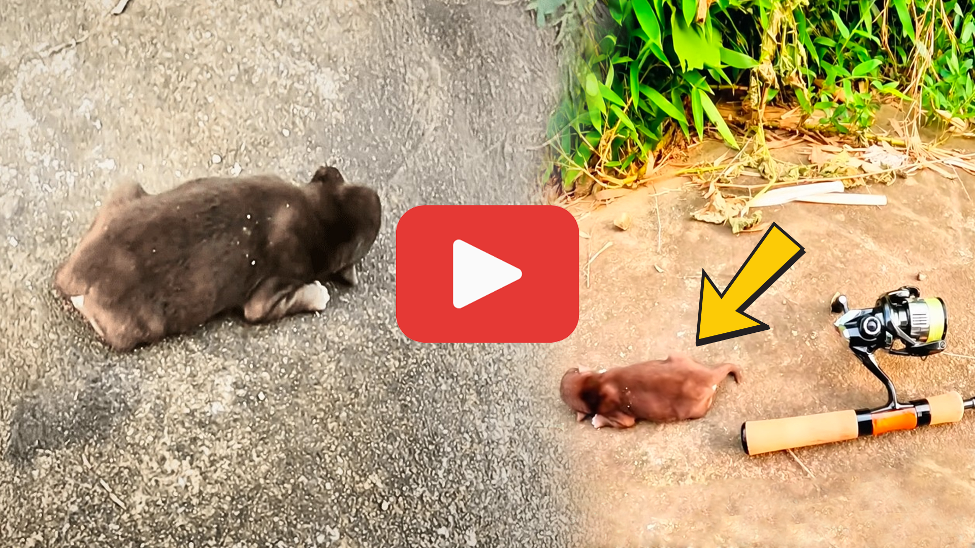 'Video thumbnail for Abandoned Puppy Left for Dead—The Shocking Moment an Angler Stepped In'