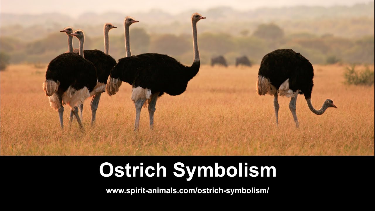 Video thumbnail for Ostrich Symbolism