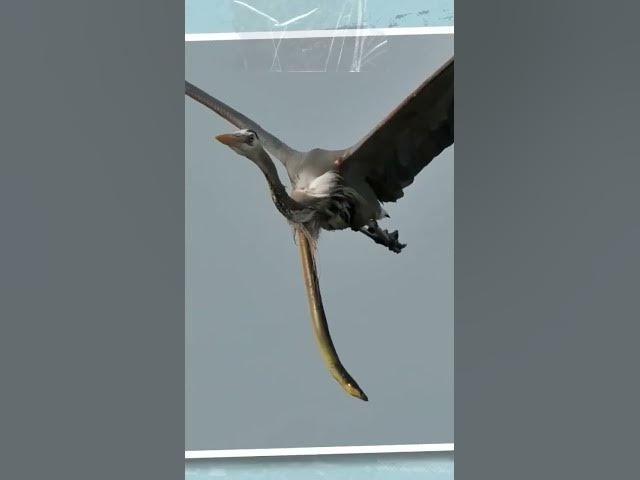 Video thumbnail for #shorts