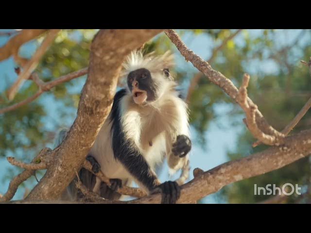 Video thumbnail for কবিতাঃ স্বীকৃতি, কাব্যগ্রন্থঃ পিরান (২০২৩)