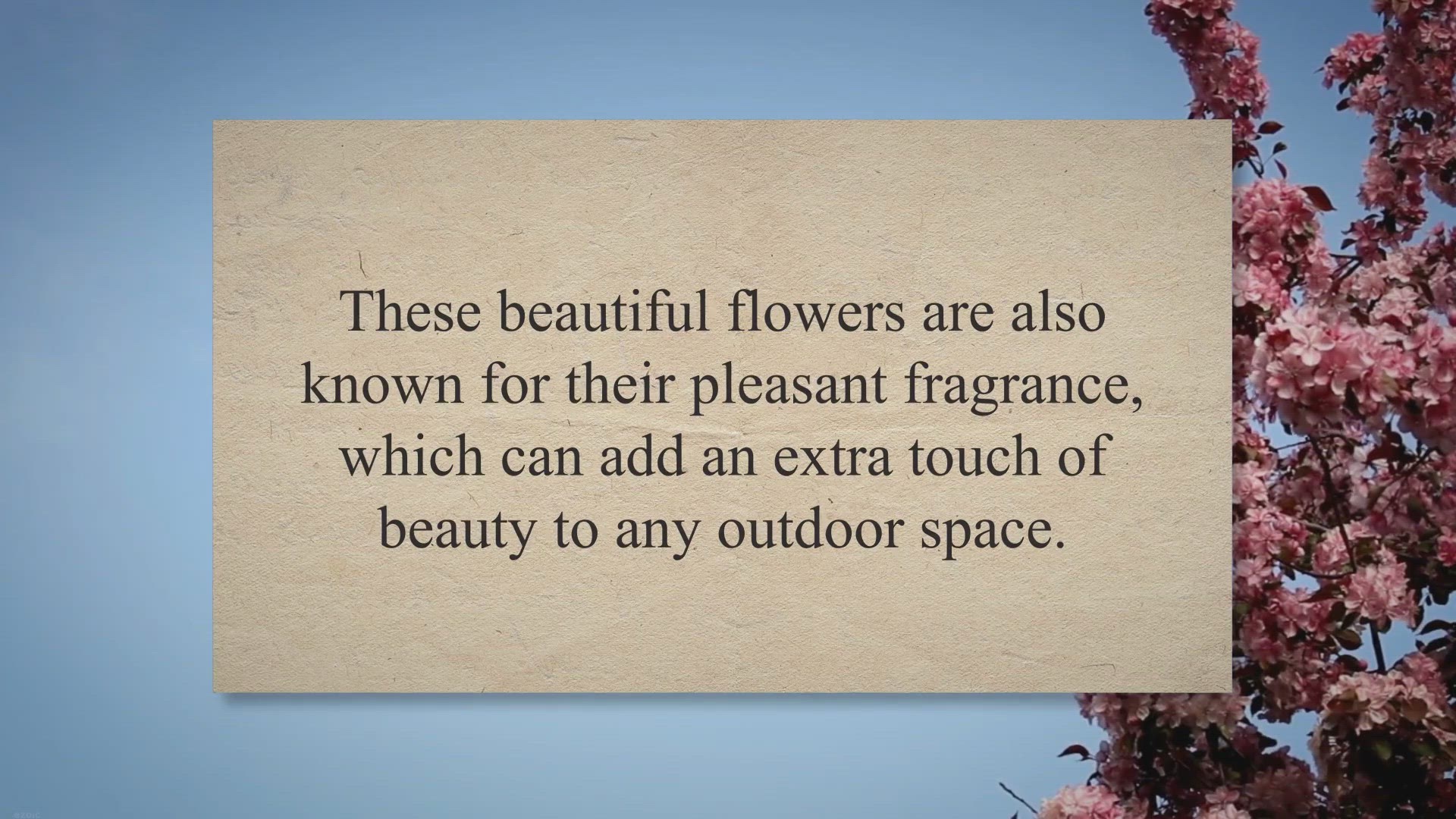 Video thumbnail for Unveiling the Symbolism and Meaning of Geraniums in Gardening: A Comprehensive Guide to this Popular Garden Flower