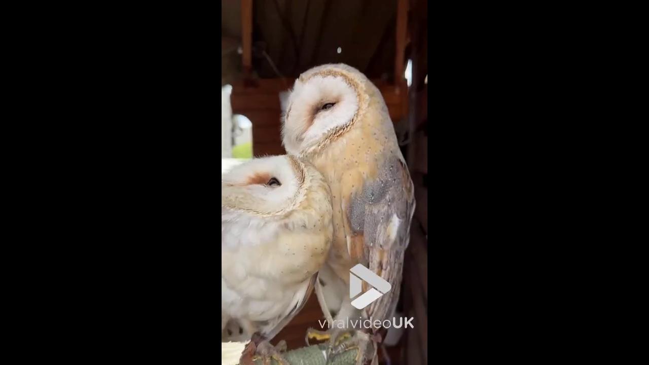 Video thumbnail for VV5010 Beautiful owls respond to music with a cute dance