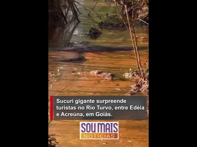 'Video thumbnail for Sucuri gigante chama a atenção de turistas em rio de Goiás'