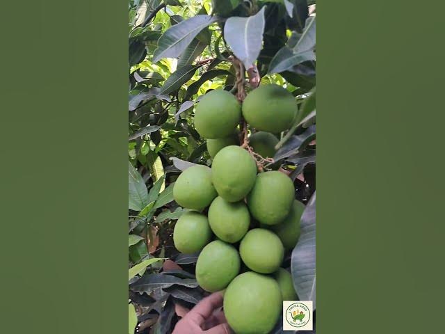 Video thumbnail for Sunday Funday | 13 April 2025 | Early Discount | Tirtha Agro Foods Baramati | Farm to Home Mango