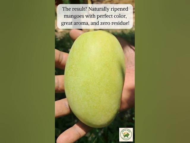 Video thumbnail for Mango Bagging Explained | Secret Behind Naturally Ripened Mangoes ! | Export-Quality #Mango 🥭📦