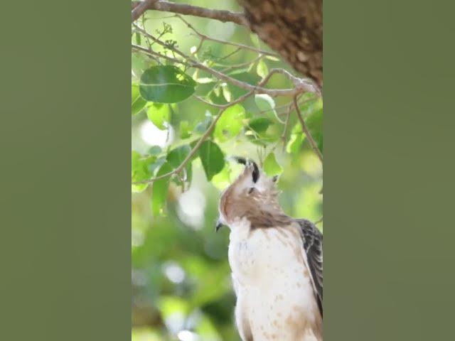 Video thumbnail for Crested Hawk Eagle #eagles #shorts