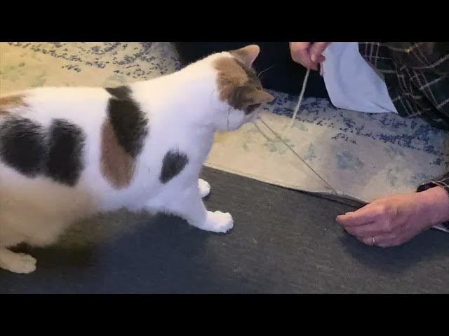'Video thumbnail for CAT-assisted carpet repair'