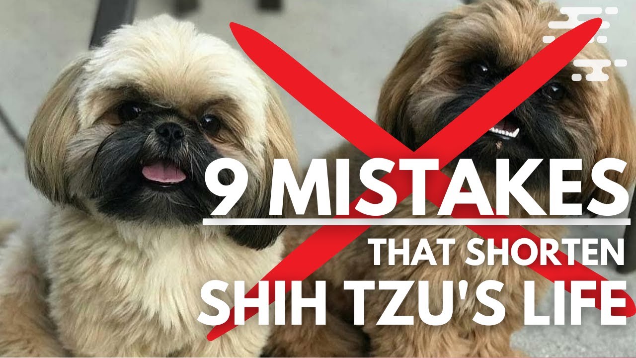 'Video thumbnail for 9  Mistakes That Can Shorten Your Shih Tzu's Life!'