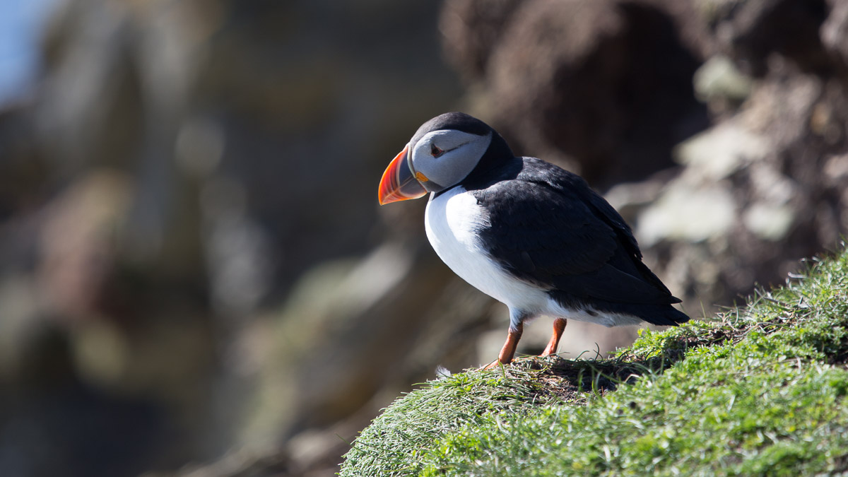 'Video thumbnail for Papageitaucher bei Sumburgh Head auf Shetland-Mainland'
