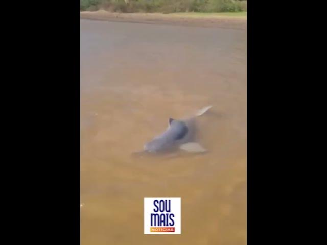 'Video thumbnail for Vídeo mostra botos encalhados após lago ficar com nível baixo de água em São Miguel do Araguaia (GO)'