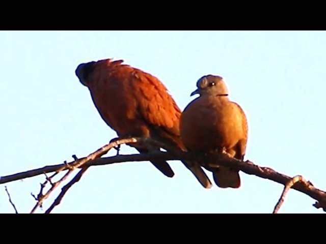 'Video thumbnail for The Cutest Dove Family on Their Nest \-baby birds on nest'