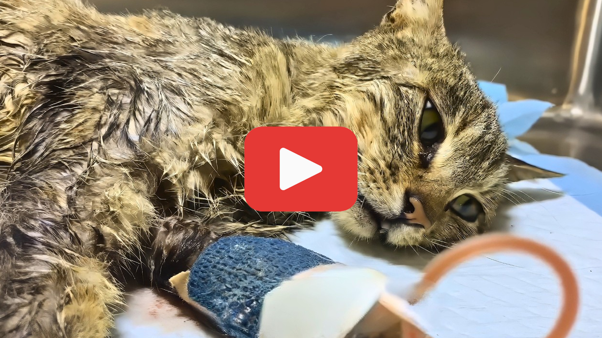 'Video thumbnail for Stray Cat’s Heartbreak—She Gave Birth Only to Lose Everything'