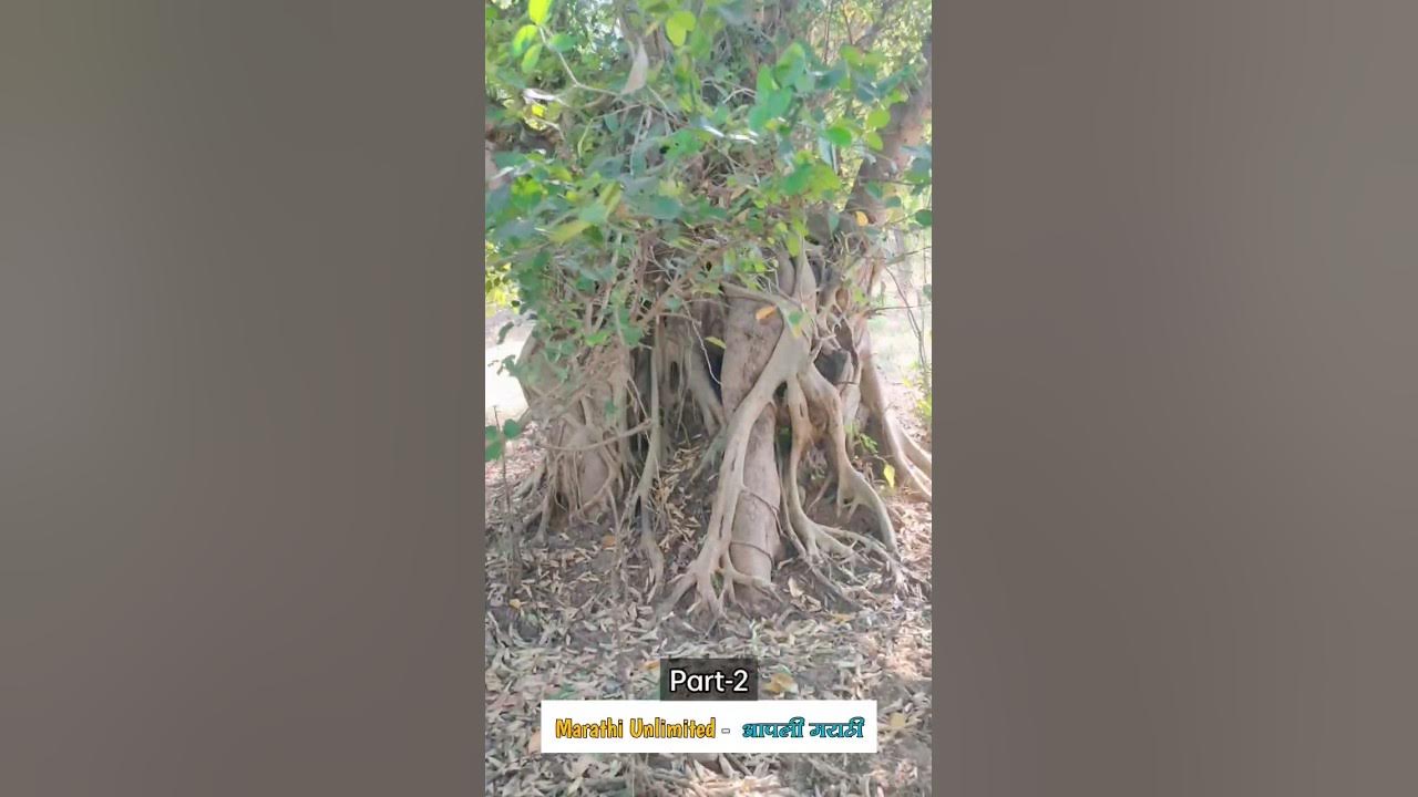 Video thumbnail for #nature #shorts #shortsvideo #part2 #reels #adventure