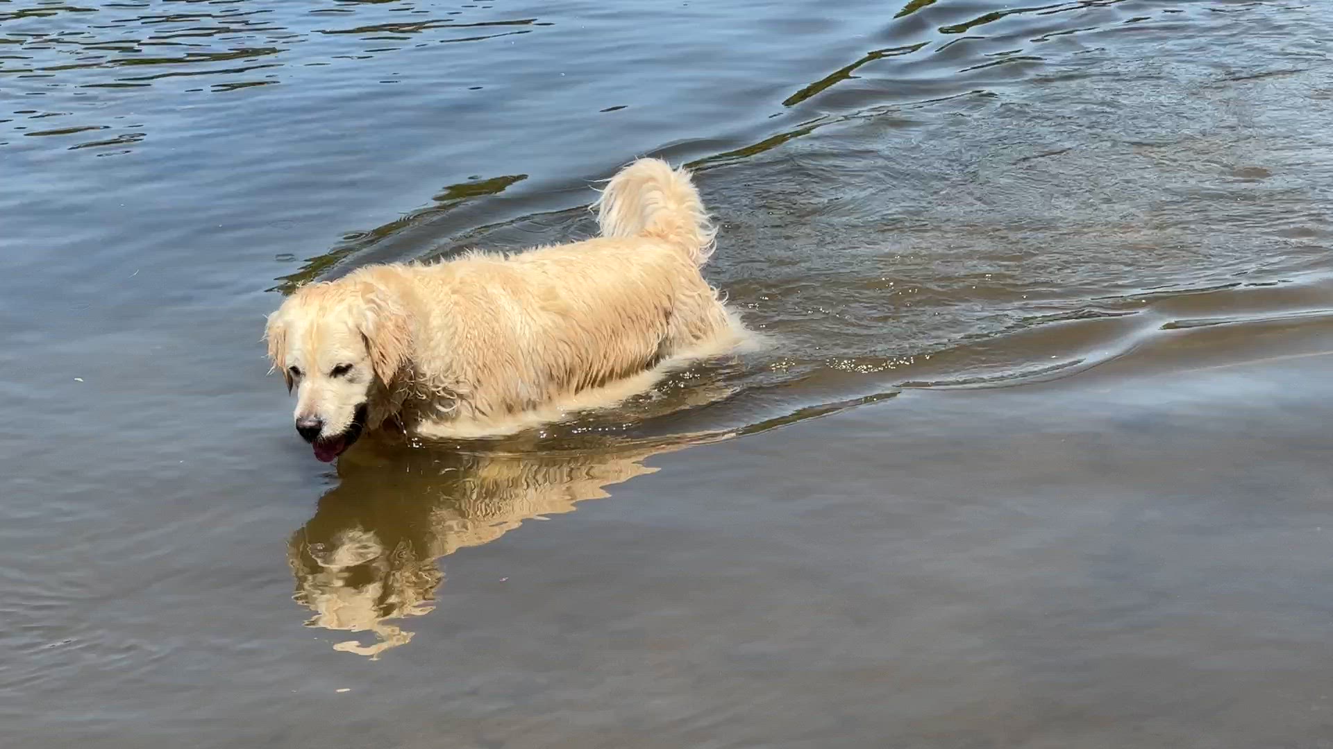 'Video thumbnail for Golden Retriever Fishing and Playing in the Water'