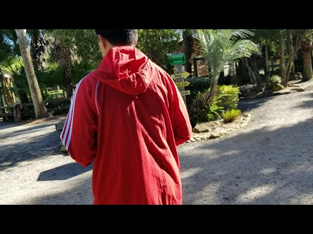 Video thumbnail for alligators in Florida