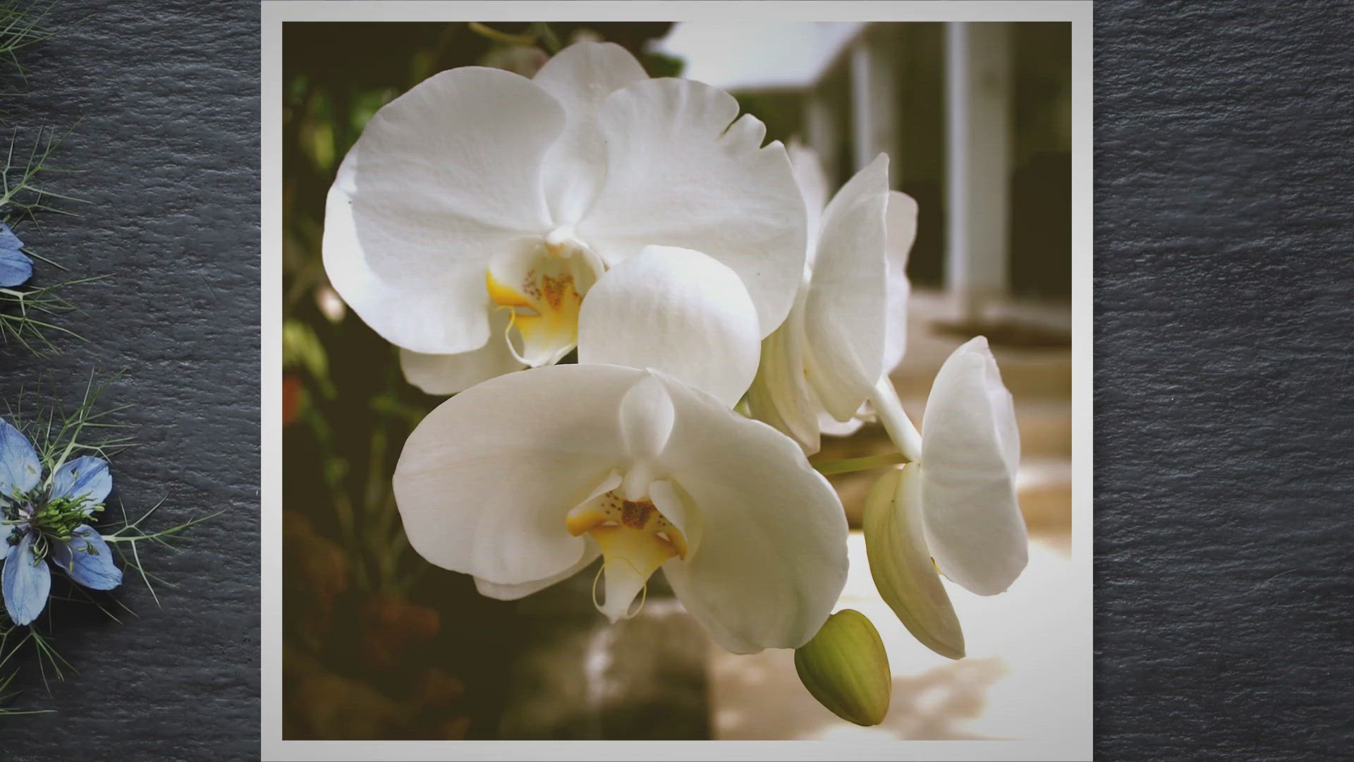 'Video thumbnail for Indoor Plants With White Flowers: Enhance Your Home Space'