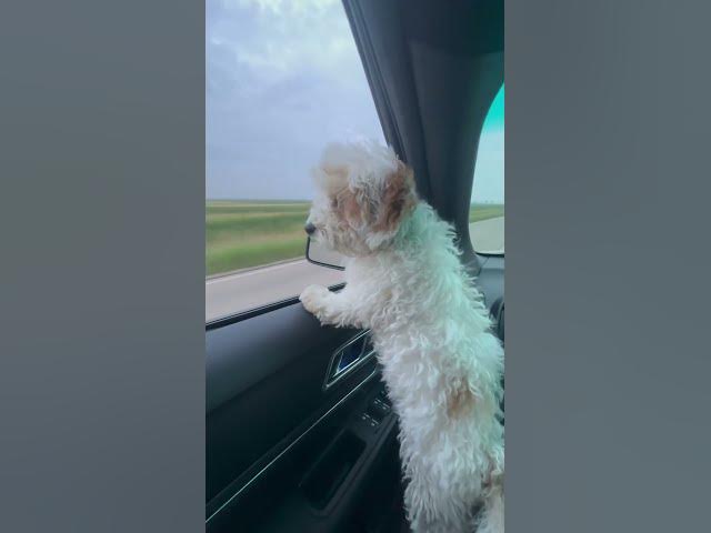 Video thumbnail for Day 14 #shorts