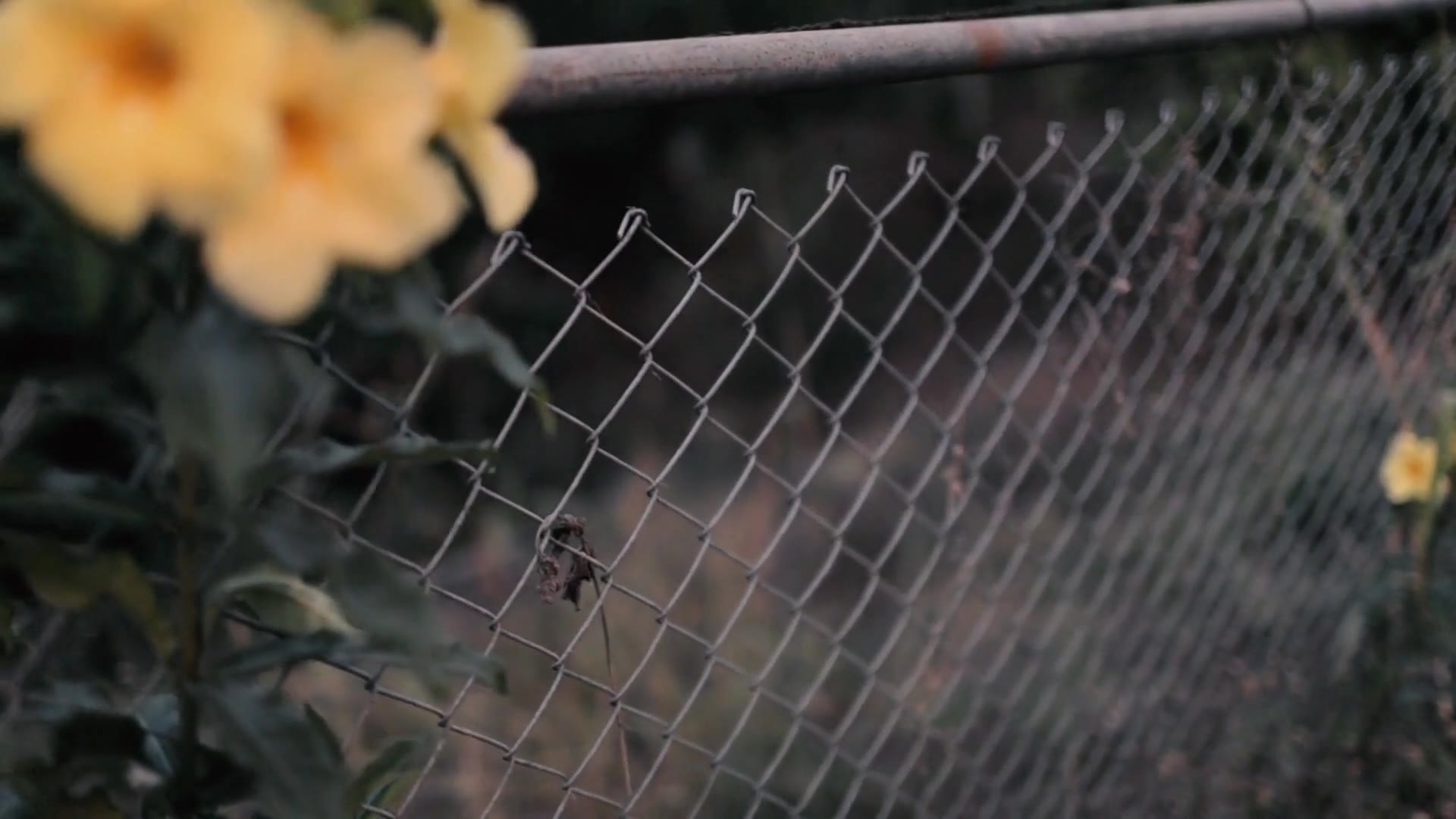 Video thumbnail for How to Keep Rabbits Out of Your Yard: Effective Garden Protection Tips