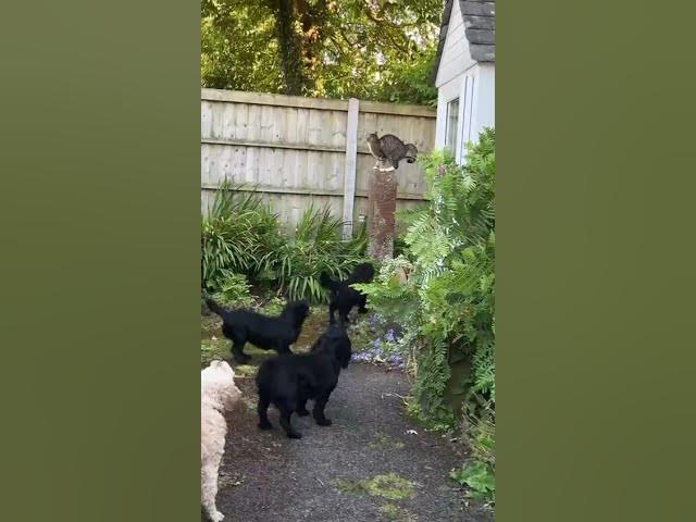 Video thumbnail for The pack having a go at a feline invader
