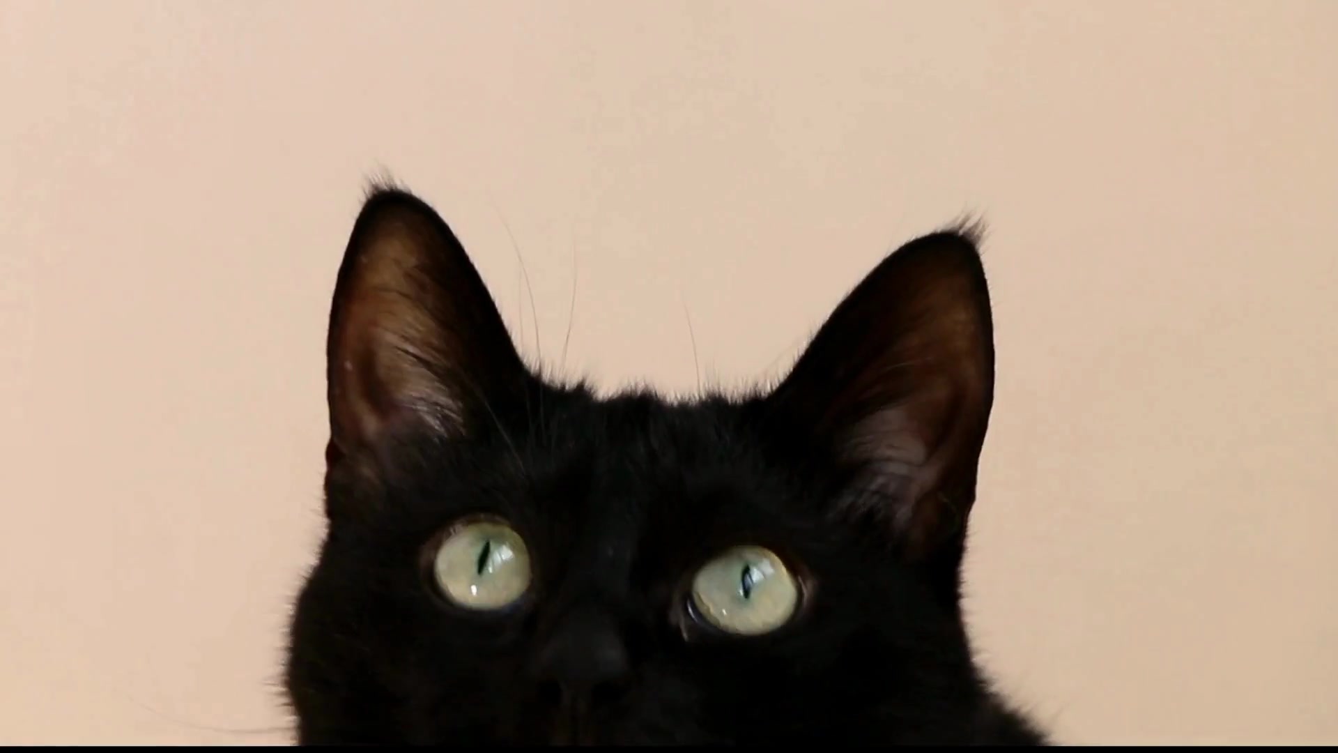 Video thumbnail for How_do_cats_know_exactly_when_their_owners_are_coming_homeWhy_are_cats_so_go