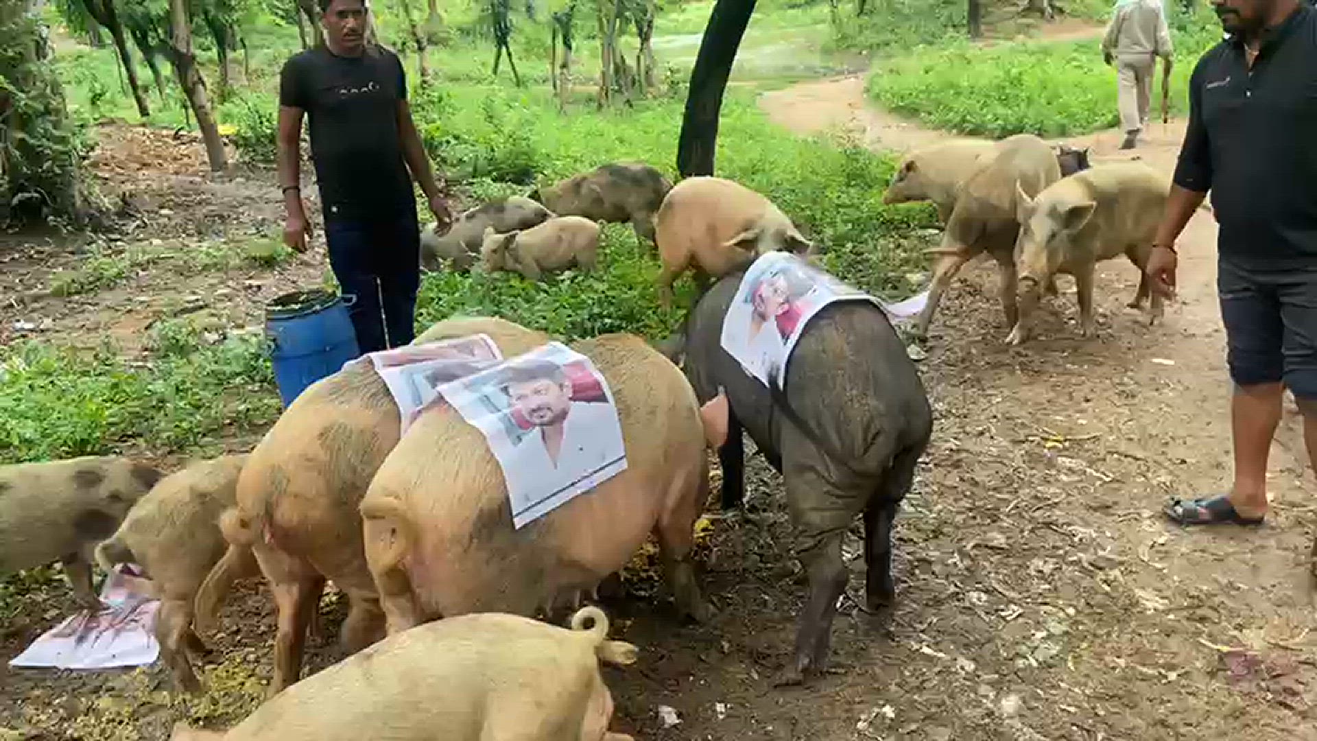'Video thumbnail for सनातन विरोधियों की तुलना सुअरों से '