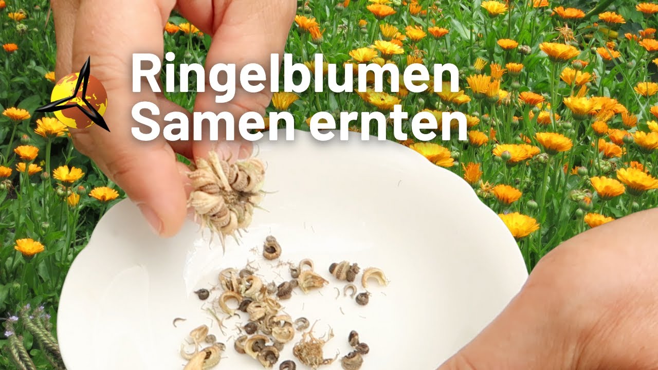 'Video thumbnail for Ringelblumen: Samen ernten und lagern'