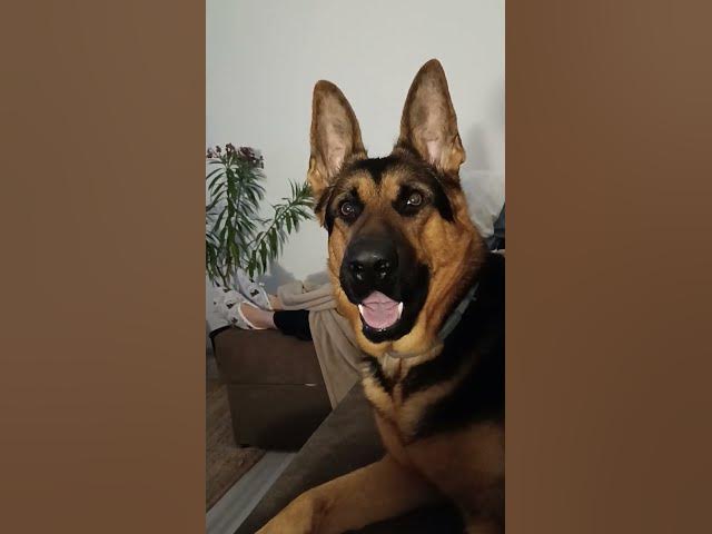 'Video thumbnail for BalooGsd #gsd #germanshepherd #dog #happydog #blog #youtubeshorts'
