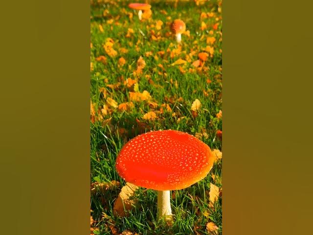 Video thumbnail for Forest Treasures 🍄