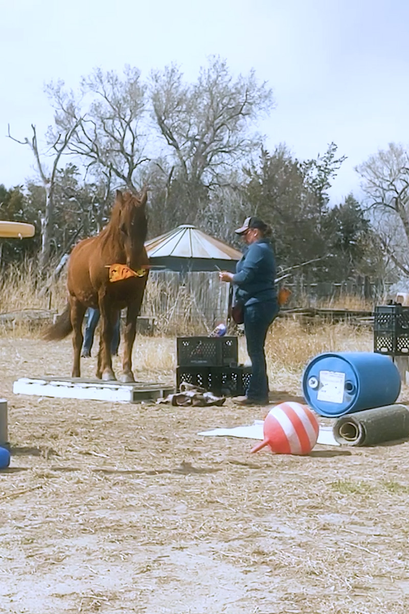 'Video thumbnail for Rusty the horse performs clever tricks with help from owner'