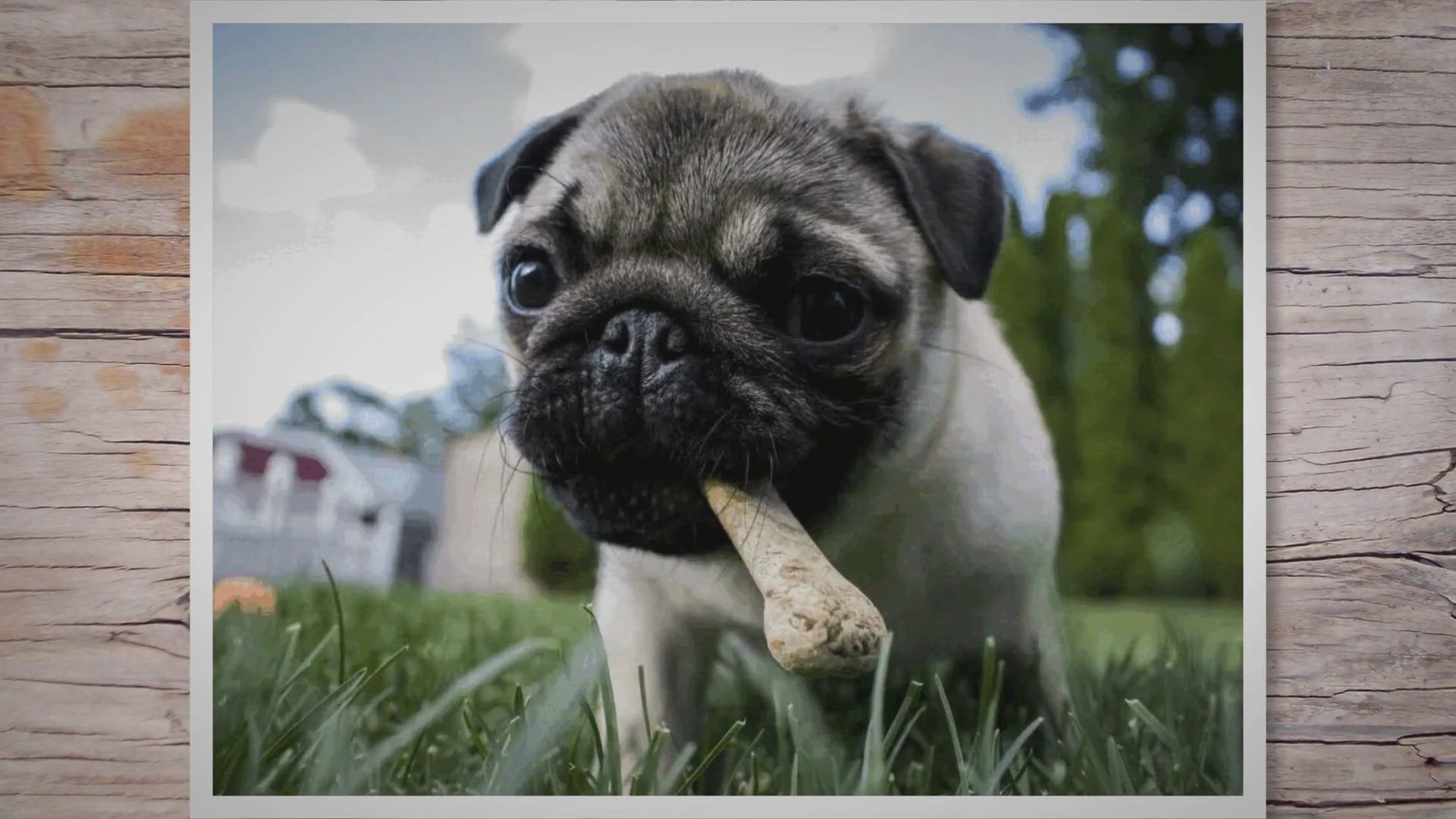 Video thumbnail for Canine Nutrition: How to Choose the Best Food for Your Dog -