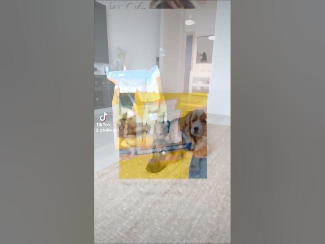 'Video thumbnail for #germanshepherd #dog #gsd #germanshepherd #blog #happydog #youtubeshorts #dogfood'