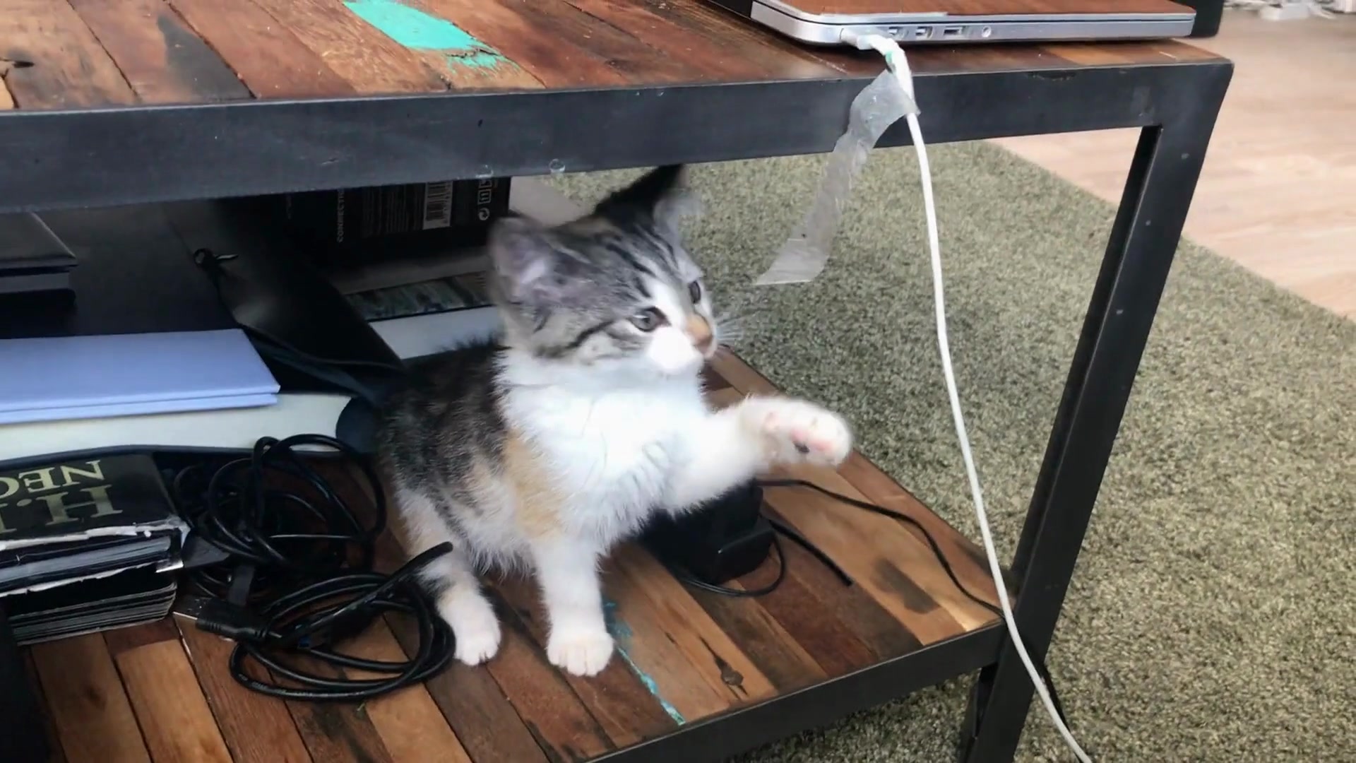 Video thumbnail for Why_do_cats_change_their_sleeping_positions_based_on_temperature