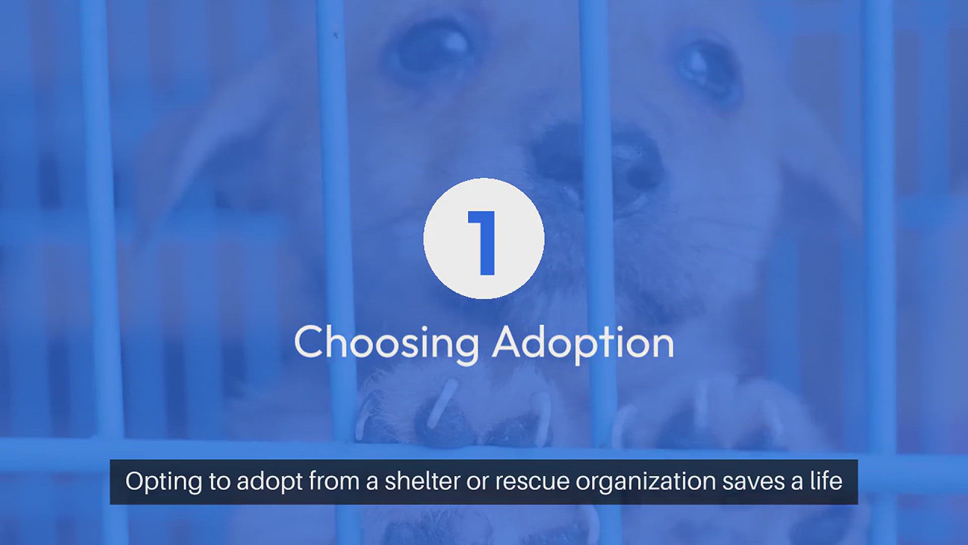 Video thumbnail for Adopting a Pet Your Rescue Journey