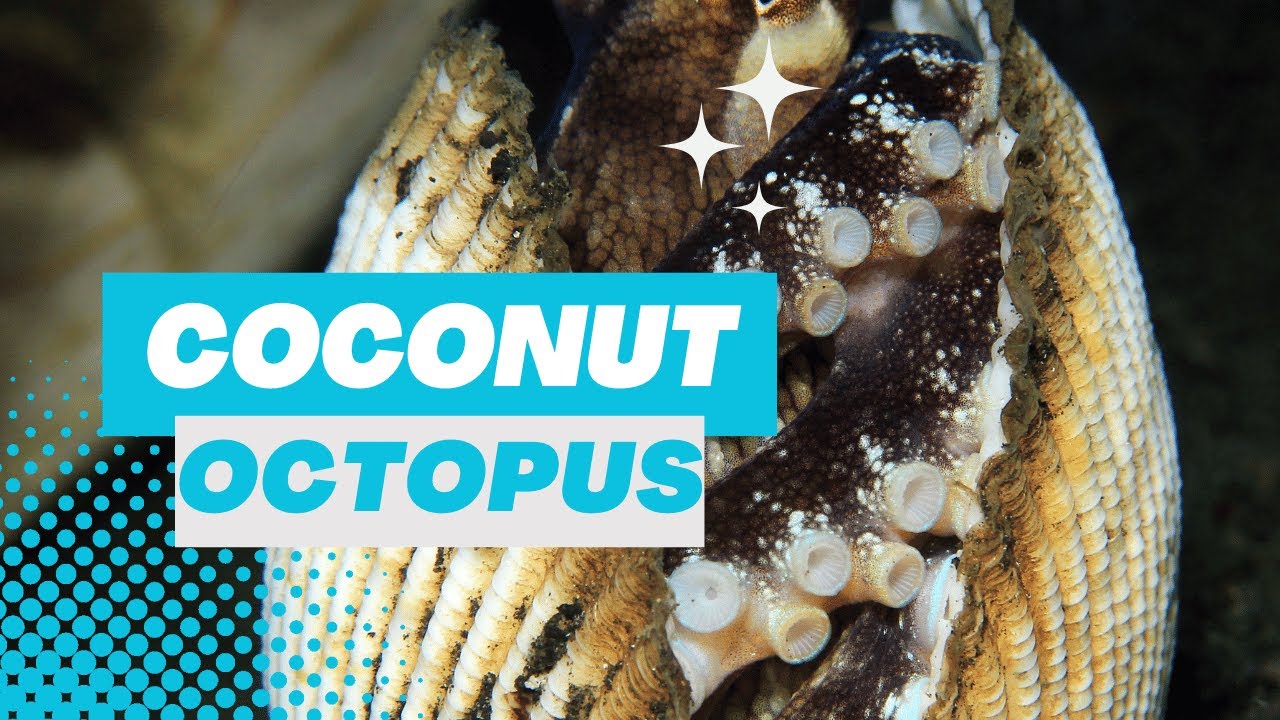 Video thumbnail for Coconut Octopus: Amazing Creature