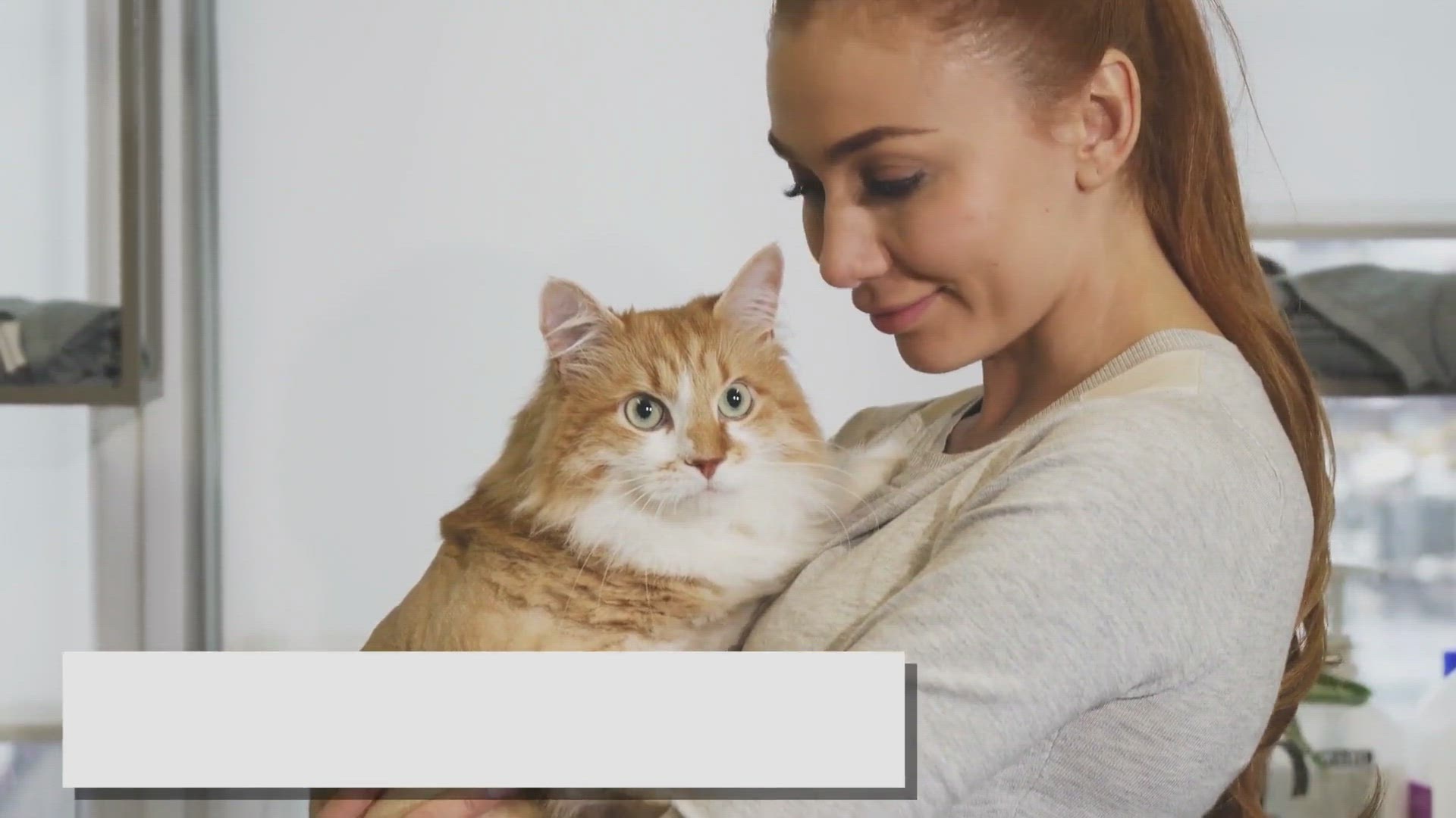 Video thumbnail for Tackling Ragdoll Scratching: Effective Strategies for a Happy Home