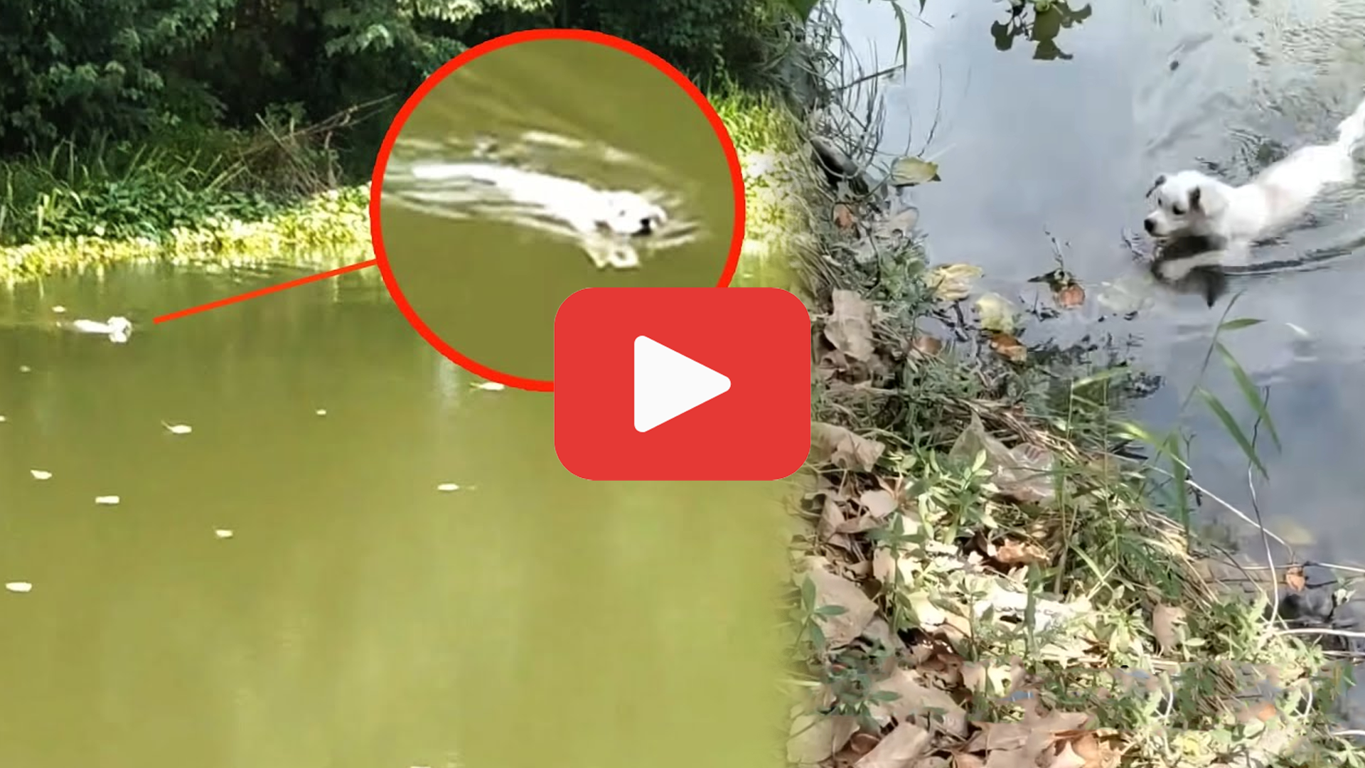 'Video thumbnail for Stranded and Desperate, One Puppy’s Swim Changed Everything'