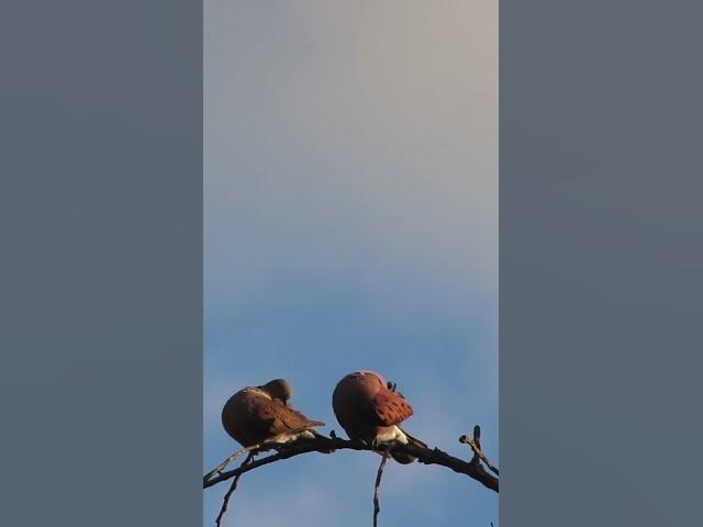 'Video thumbnail for Female & Male  Dove Love ep.0002  #birds #nature #nest #birdnest #birdslover #birdeggs'
