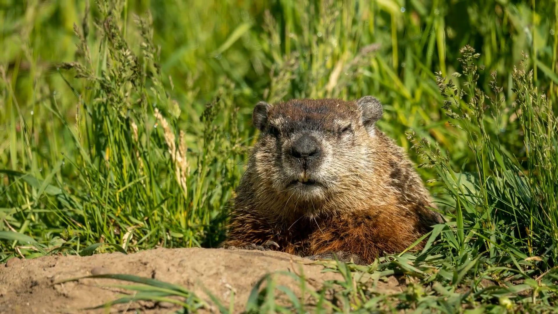 Video thumbnail for How to Manage Groundhogs in Your Yard: Effective Solutions