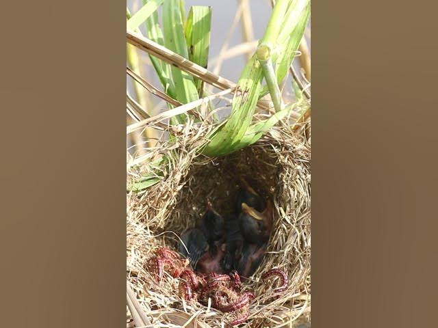 Video thumbnail for Grown babies Bird Short#018 #birds #birdfeed #bird #birdceat #birdcath #birdwild #wildli #nature