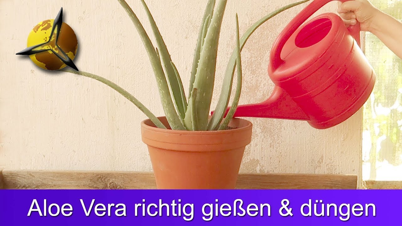 'Video thumbnail for Aloe Vera richtig gießen und düngen'