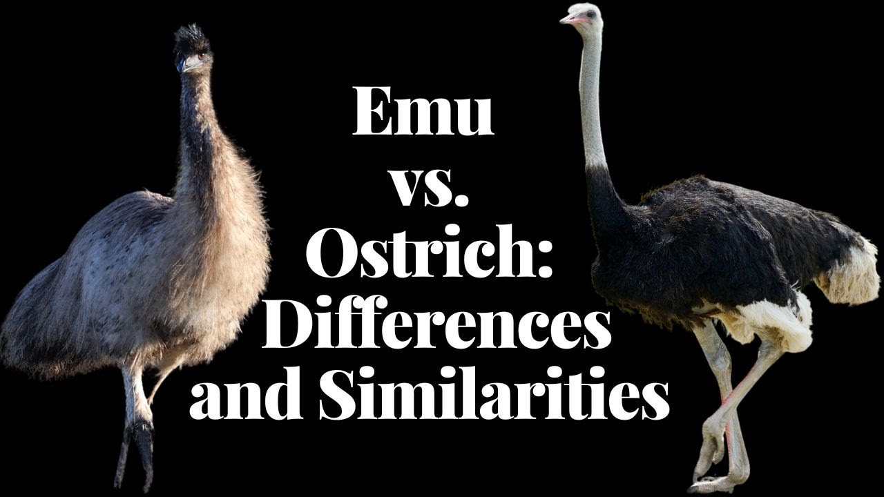 Emu Vs Ostrich Vs Rhea