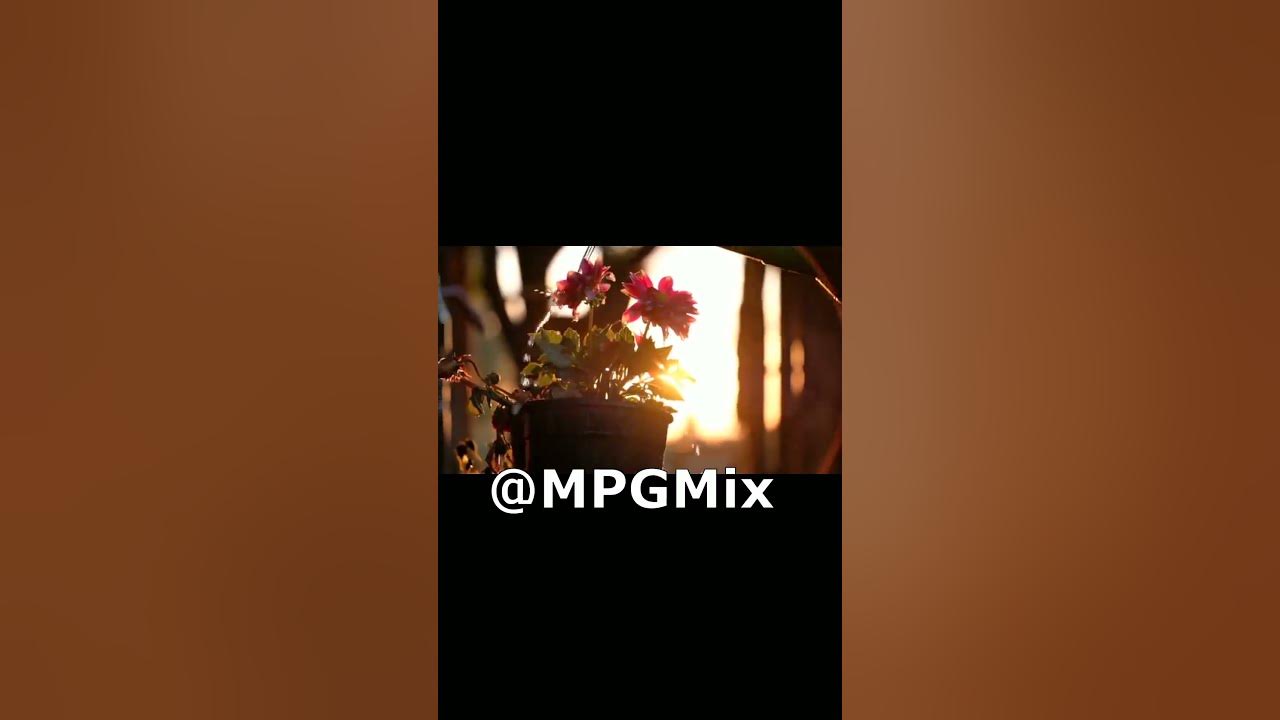 Video thumbnail for اجمل زهور فى العالم ورود جميله Flowers