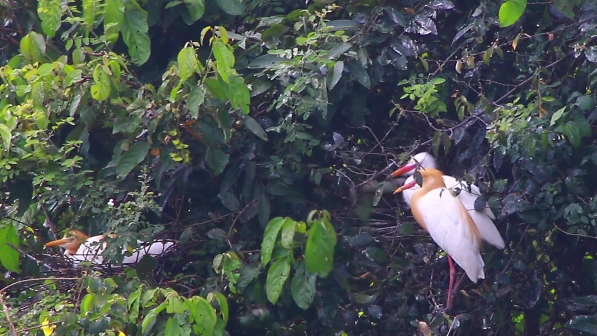 Video thumbnail for Wild nest bird on nest