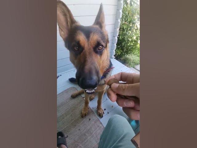 Playlist thumbnail for my German shepherd