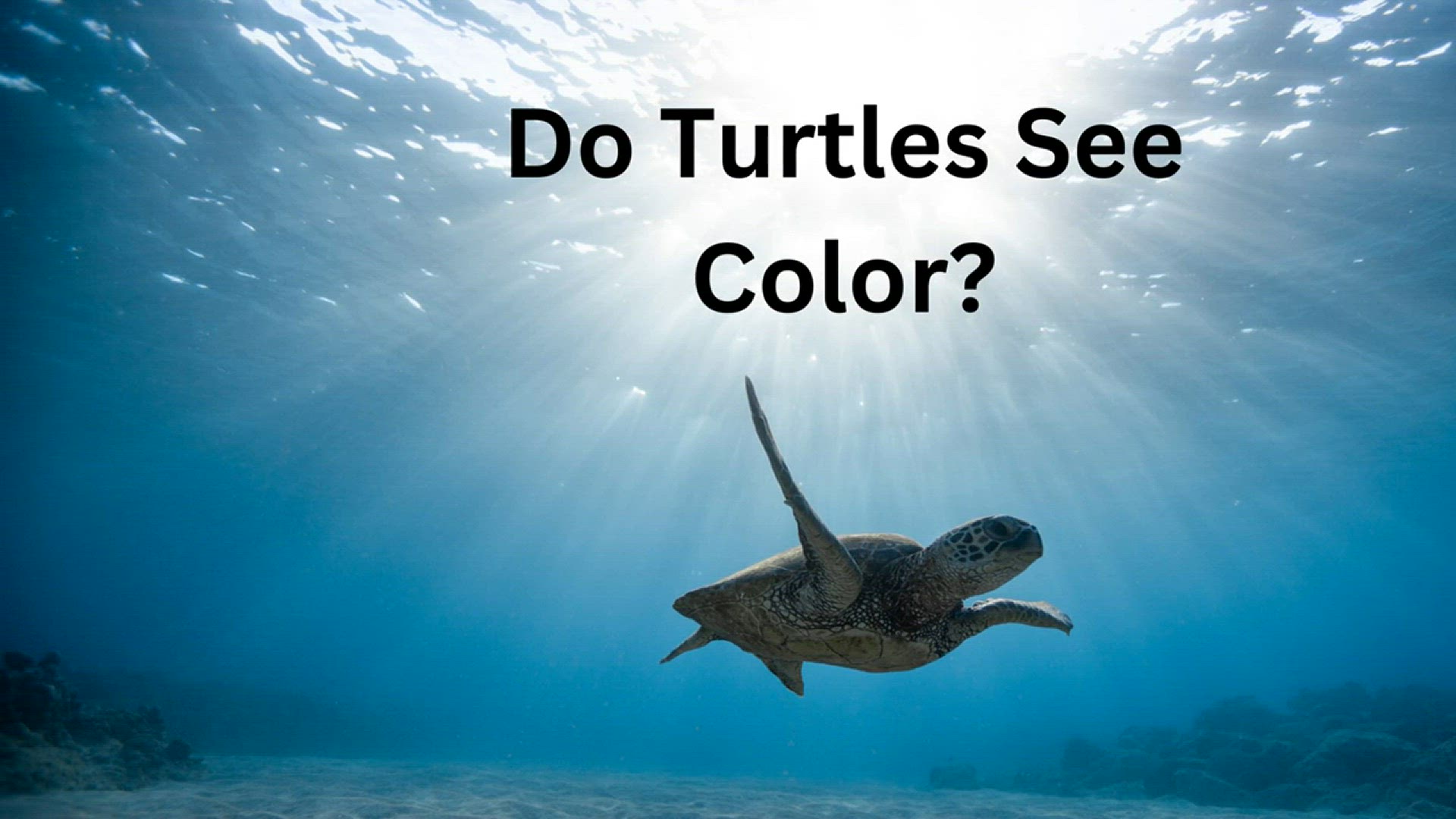 Video thumbnail for Do Turtles See Color