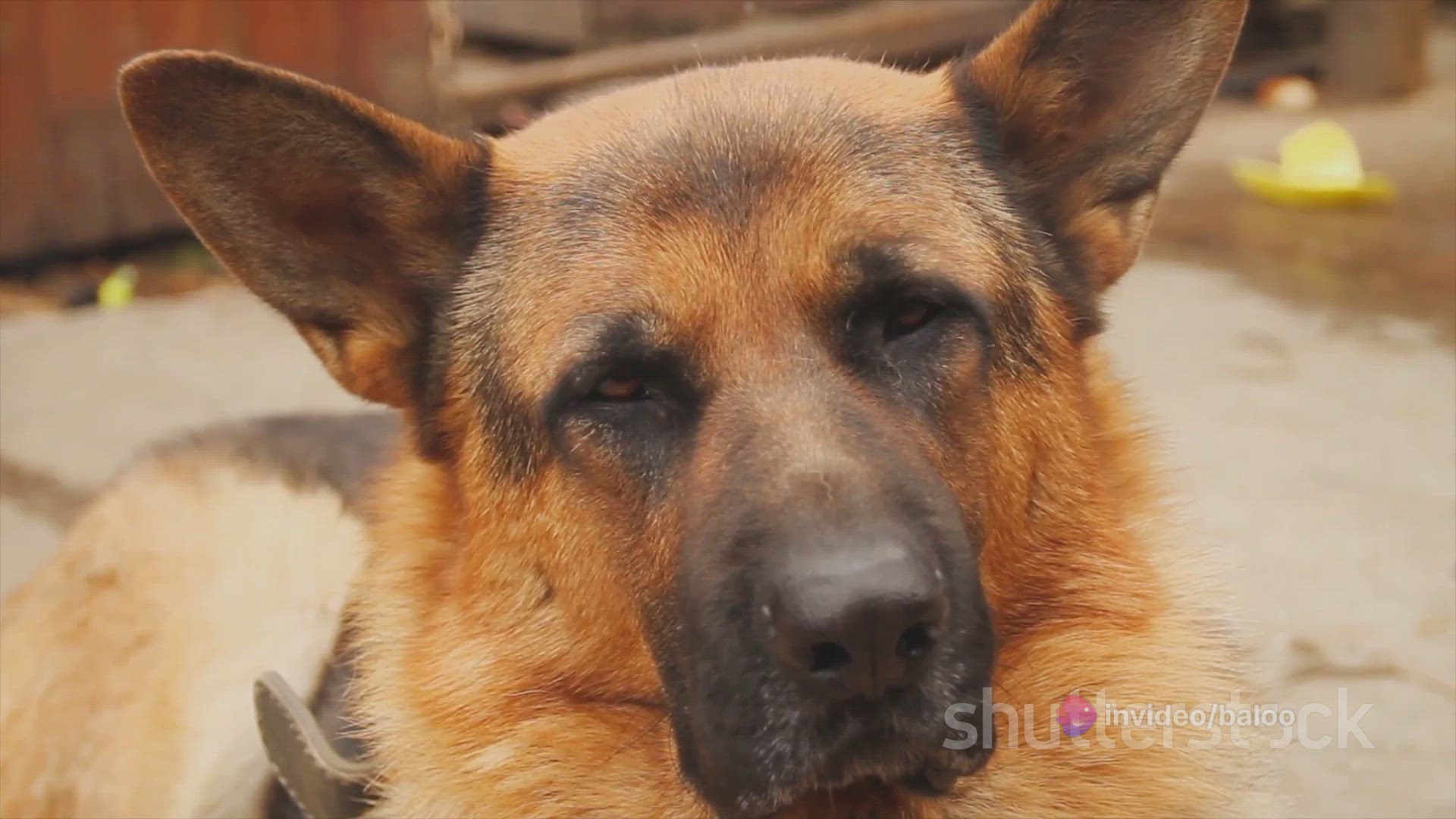 Video thumbnail for  German Shepherd Puppies A Comprehensive 2024-03-30